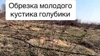Обрезка молодого кустика голубики . Обрезкаголубики . Обрезка голубики весной
