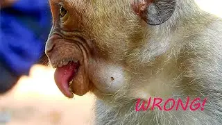 Seriously ! Small Monkey Got Something Wrong Until Vomit So Much, What Baby Eat Before Happen?