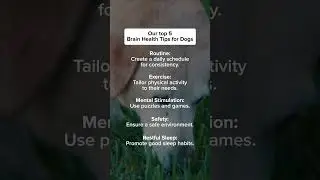 5 Must-Know Tips to Keep Your Dog’s Brain Sharp 