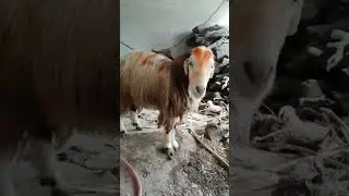 Mountain goat