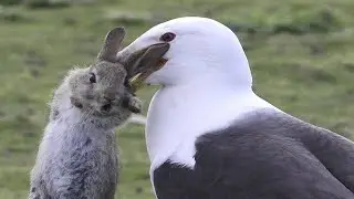 THE SEAGUE IS IN BUSINESS! Seagull vs. Dove, Rabbit, Squirrel, Snake, Octopus and Crow