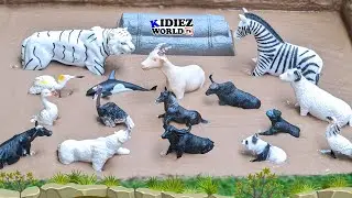 Black and White Animals Stuck in the Mud | Bear, Zebra, Panda & More | Fun Learning for Kids