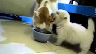Stupidgifcompilationshit