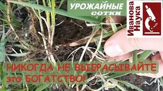 ТРОЙНАЯ ПОЛЬЗА! БОГАТСТВО под ногами! Злостный сорняк - для богатых урожаев!