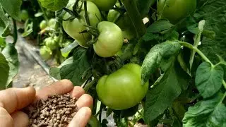 ТОМАТЫ очень любят эту ПОДКОРМКУ, ускоряет налив плодов!