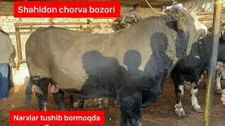 Shahidon chorva bozori. Narxlar tushib ketdi bugun 1 10 2024.