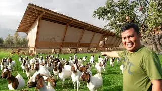 Free-range Farming, Millions of Profit! How to become successful in raising Goats, Chickens & Ducks!