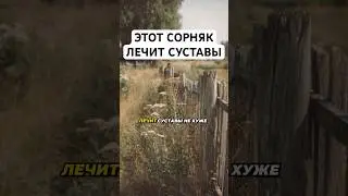 СОРНЯК ДЛЯ СУСТАВОВ  