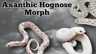 The Axanthic Morph and Gene Combinations in Hognose Snakes