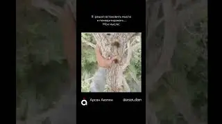 Психологические разборы  