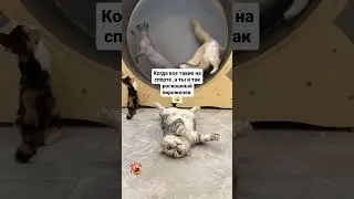 Когда все на спорте, а ты роскошный пирожочек