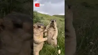 Ну зачем ты Жрёшь на ночь??? 