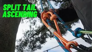 How to Ascend Your First Tree Climb With a Split Tail