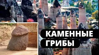 Каменные грибы    иная форма жизни!