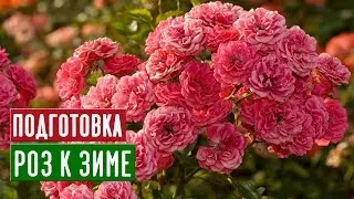 Розы в августе и сентябре 🌸 Что обязательно нужно сделать? / Садовый гид