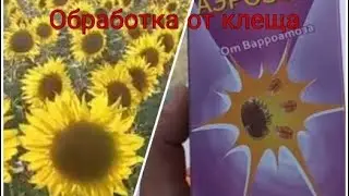 Переезд на поздний подсолнух, начинаем обработки от клеща