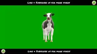 Cow Front View Green Screen