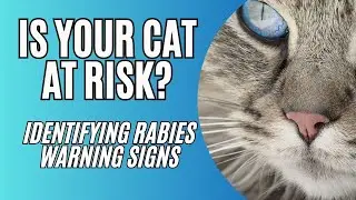 How to Recognize Rabies in Cats / How to Identify Rabies in Cats / Cat Grooming