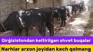 Qirģizistondan keltirilgan +99894.158.53.70shvet boqma va yosh buqalar optim joyidan kõring