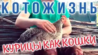 КУРИЦЫ КАК КОШКИ и другие истории!😻КОТОЖИЗНЬ!