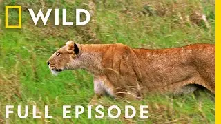 Eat, Prey, Kill (Full Episode) | Animal Fight Night