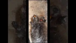 Бобёр с двумя головами.