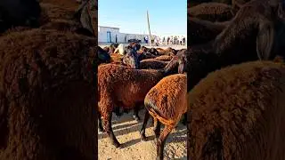 2 млн дан кузи кучкорлар Ковчин бозорда!
