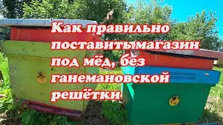 КАК ПРАВИЛЬНО ПОСТАВИТЬ МАГАЗИННУЮ НАДСТАВКУ ПОД МЁД БЕЗ ГАНЕМАНОВСКОЙ РЕШЁТКИ