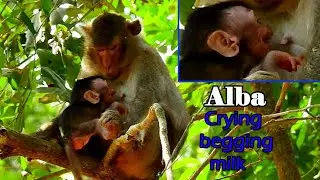 Poor Life ALba! Just milk has limit and has​ discipline, Though Alba cry until die, Evil mom ignore
