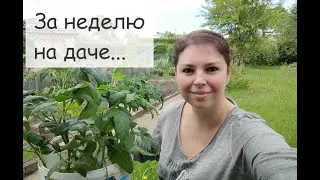 Наша дача в Германии. Новая рассада помидоров. Всё растет, цветёт и пахнет
