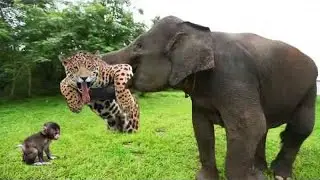 The Best Of Animal Attack 2022 - Most Amazing Moments Of Wild Animal! Wild Discovery Animal p17