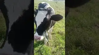 Грустный, но счастливый теленок. #cow #cowvideos #теленок #корова #animal #животные