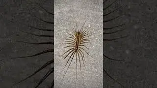 House centipedes 😃☣️⚠️ 