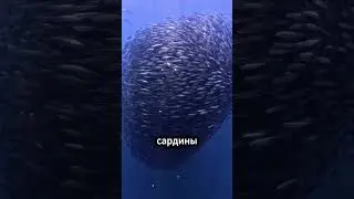 Если вы увидите это в море, бегите! 🏃💨🐟😱 #факты