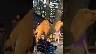 Camels Trot Around Amusement Park After Breaking Out of Enclosure