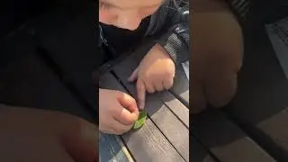 Дрессированную гусеницу видели?