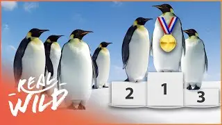 Hilarious Animal Antics In The Wild Penguin Olympics | Amazing Animals