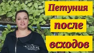 Петуния без черной ножки. Что делаю после всходов🌺