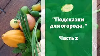 Огородные подсказки по рассаде, овощам, зелени. Лайфхаки. Валентина Луппа. Часть 2.