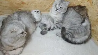 Scottish Fold Cat Daddy Loves His Kittens and Cat Mom Scottish Fold 😘 Scottish Straight Cat