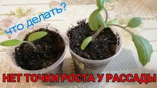 🌱🍅НЕТ ТОЧКИ РОСТА У РАССАДЫ ТОМАТОВ. ЧТО ДЕЛАТЬ?