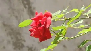 Red Rose