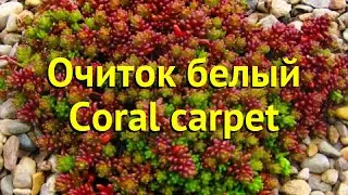 Очиток белый Корал карпет. Краткий обзор, описание характеристик sedum album Coral carpet