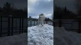 Бугай Алабай Хан Хайдар.  ♥︎Улан~♡ Дива