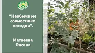 Необычные совместные посадки в теплице и в открытом грунте. Совмещаем все. Матвеева Оксана