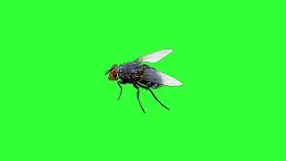 Horsefly Flying Animation Green Screen Stock video Footage