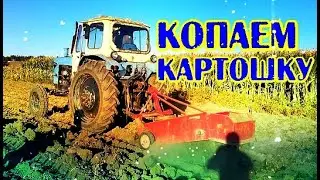 Трактор ЮМЗ копает картошку. Картофелекопалка польская Wirax Копач копалка 