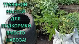 ЛУЧШЕЕ УДОБРЕНИЕ ВСЕХ ВРЕМЁН!ЧАЙ ИЗ ТРАВЫ!