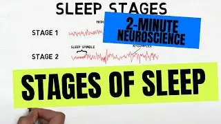 2-Minute Neuroscience: Stages of Sleep