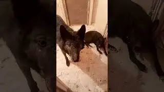 Волк и виноград